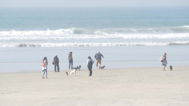 Del Mar, California USA - 23 Jan 2020: Dog friendly beach. People walking and training pets. Owners strolling and playing with various puppies. Men, women and many different dogs running near ocean.