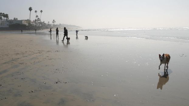 Del Mar, California USA - 23 Jan 2020: Dog friendly beach. People walking and training pets. Owners strolling and playing with various puppies. Men, women and many different dogs running near ocean.