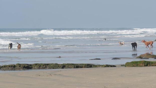 Del Mar, California USA - 23 Jan 2020: Dog friendly beach. Pets playing near ocean water, sea waves. Playful active puppy running. Place where many owners training dogs in San Diego county.