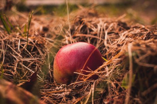 Red juicy apple lies in the dry grass in autumn under a tree. Collecting apples. Autumn background. Healthy eating Harvest concept.Copy spase. Selective focus
