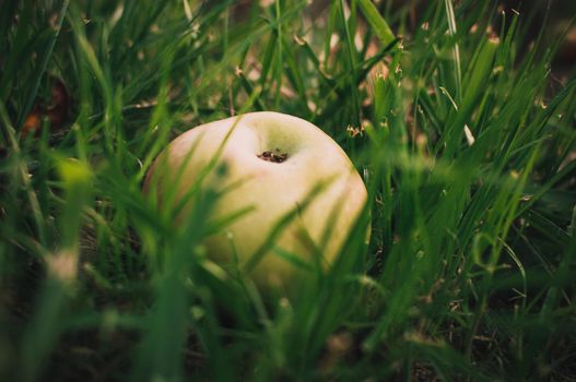 Green juicy apple lies in the wet grass in the summer under a tree. Apple harvest. Summer or spring background. Healthy eating Harvest concept.Copy spase. Selective focus