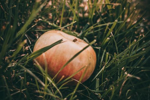 pink juicy apple lies in the wet grass in the summer under a tree. Collecting apples. Summer or spring background. Healthy eating Harvest concept.Copy spase. Selective focus