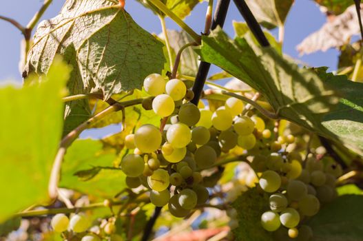 White grapes growing on a vine for wine production. Ripe crop ready for harvest on a sunny day in autumn. Vineyard in France. Template for design. Copy space.