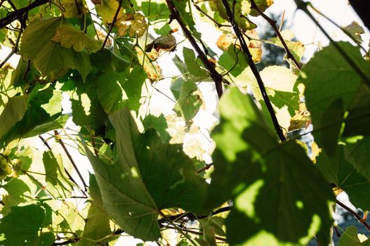 Green grape leaves in the sunshine, natural background. Vineyards for making wine or juice, autumn France. Template for design. Copy space.
