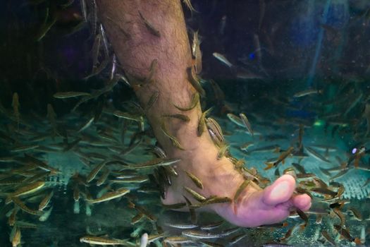 Small fish cleaning a man's foot in a tank in Phuket, Thailand.