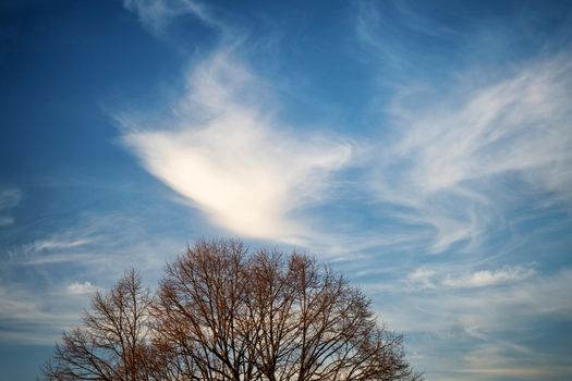 Beautiful swirls of clouds on a blue sky above the trees.  Blue sky background with white clouds.