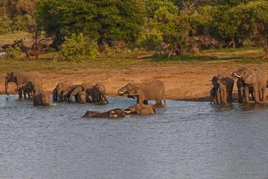 African Elephant (Loxodonta africana) drinking and playing in the water, with Cape Buffalo (Syncerus caffer) in the background