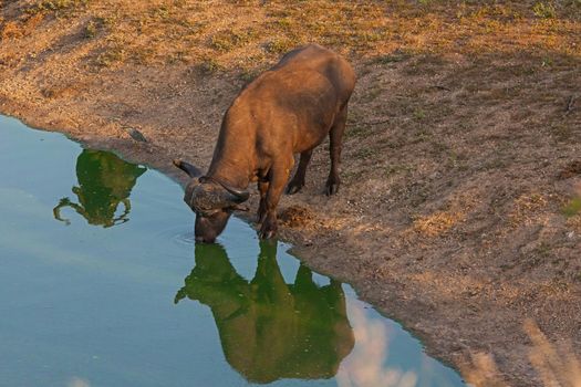 A Cape Buffalo (Syncerus caffer) bull, reflected in the water.