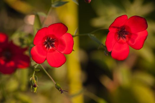 Phlox drummondii, also known as Drummond Phlox or Annual Phlox is endemic to Texas but is now widely used as ornamental plants.