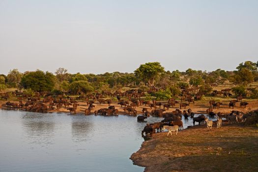 A herd of Cape Buffalo (Syncerus caffer) dominating a body of water,