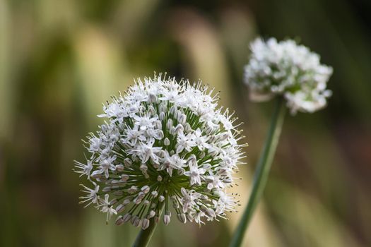 Macro image of the flower ball of an onion plant