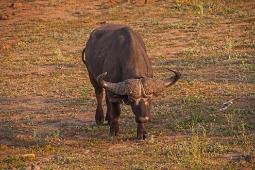 A Cape Buffalo (Syncerus caffer) bull displaying it's massive horns.