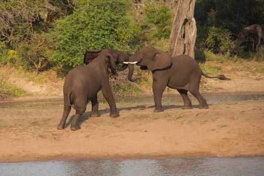 Young African Elephant (Loxodonta africana) bulls play-fighting to establish dominance