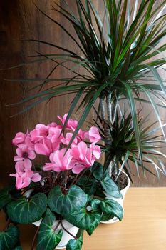 Potted flowers: blooming pink cyclamen and tropical plant dracaena.