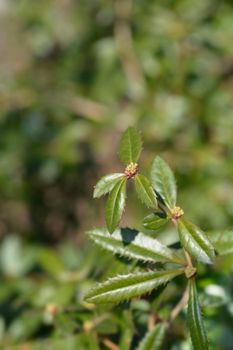 Wintergreen barberry - Latin name - Berberis julianae