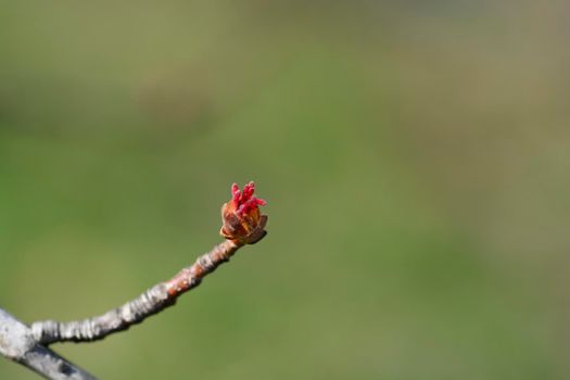 Silver maple branch with flower - Latin name - Acer saccharinum