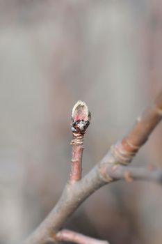 Apple branch with bud - Latin name - Malus domestica