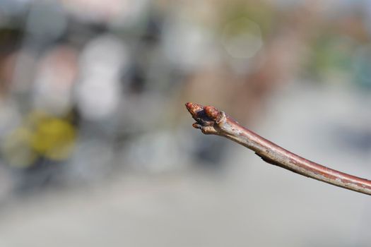 Sweet cherry branch with buds - Latin name - Prunus avium