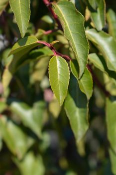 Portuguese Laurel Cherry leaves - Latin name - Prunus lusitanica Angustifolia