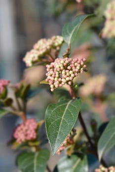 Laurustinus Eve Price flower buds - Latin name - Viburnum tinus Eve Price