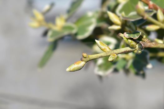 Wintercreeper Emerald Gaiety branch with leaves buds - Latin name - Euonymus fortunei Emerald Gaiety