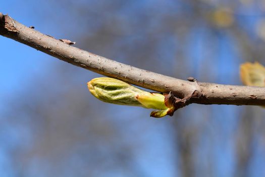 Common horse chestnut branch with leaf buds - Latin name - Aesculus hippocastanum