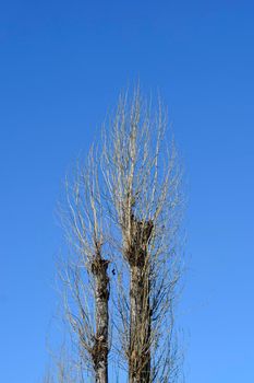 Lombardy poplar bare branches against blue sky - Latin name - Populus nigra var. italica