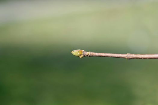 Norway maple Globosum branch with bud - Latin name - Acer platanoides Globosum