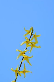 Weeping forsythia yellow flowers - Latin name - Forsythia suspensa