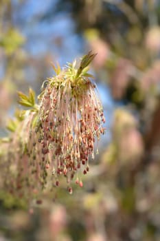 Boxelder maple flowers - Latin name - Acer negundo