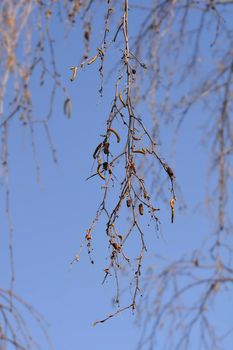 Common birch branch with flowers and seeds - Latin name - Betula pendula