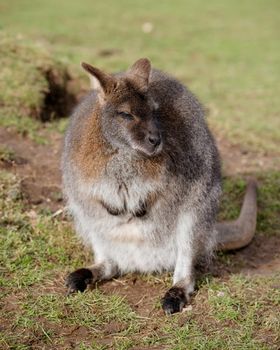 A grey kangaroo on the grass in zoo