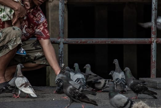Nonthaburi, Thailand - 21 Jul 2019 : An asian man and baby feeding a lot of pigeons flying around nonthaburi Pier in the evening.