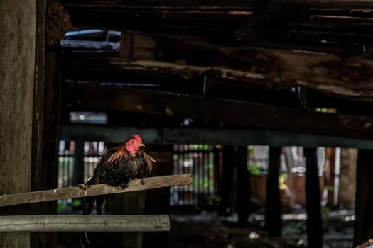 Colorful rooster or fighting cock in the temple, A gamecock is a type of rooster and game fowl, a type of chicken with physical and behavioral traits suitable for cockfighting, Selective focus.