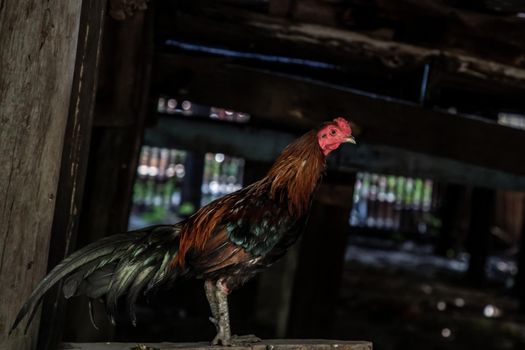 Colorful rooster or fighting cock in the temple, A gamecock is a type of rooster and game fowl, a type of chicken with physical and behavioral traits suitable for cockfighting, Selective focus.