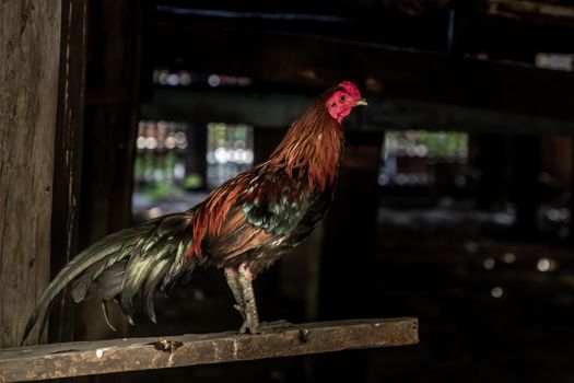 Colorful rooster or fighting cock in the temple, A gamecock is a type of rooster and game fowl, a type of chicken with physical and behavioral traits suitable for cockfighting, Selective focus.