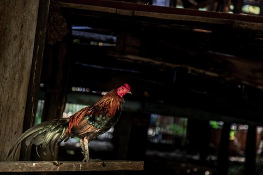 Colorful rooster or fighting cock in the temple, A gamecock is a type of rooster and game fowl, a type of chicken with physical and behavioral traits suitable for cockfighting, Selective focus.
