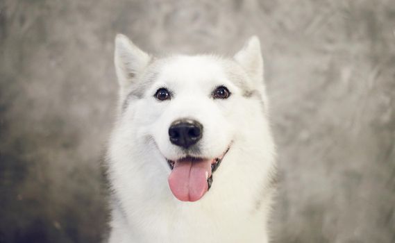 The happy muzzle of a dog siberian husky gray and white colors. 