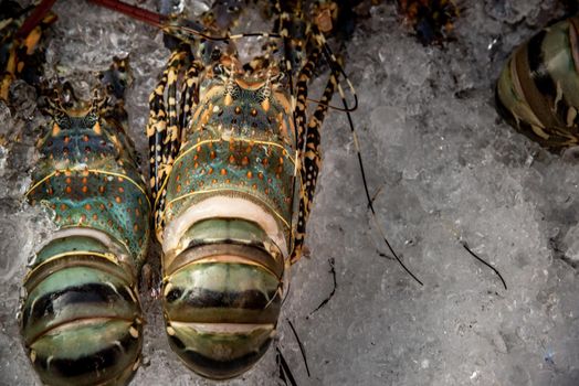 Painted spiny lobster ( Panulirus versicolor ) are seafood raw material Expensive luxury restaurant level. Painted spiny lobster in the market, Selective focus.