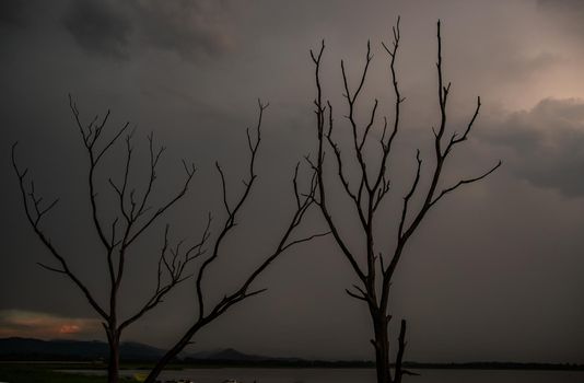 Portrait of landscape of sunset sky with dry tree in Bang Pra reservoir at Chonburi Province, Thailand