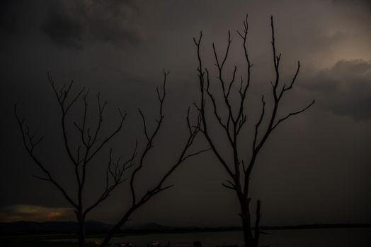 Portrait of landscape of sunset sky with dry tree in Bang Pra reservoir at Chonburi Province, Thailand