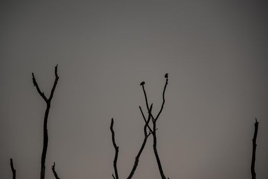 Portrait of landscape of sunset sky with dry tree in Bang Pra reservoir at Chonburi Province, Thailand