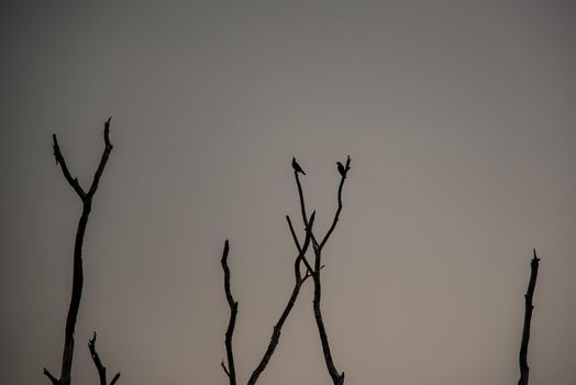Portrait of landscape of sunset sky with dry tree in Bang Pra reservoir at Chonburi Province, Thailand