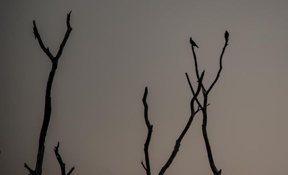 Portrait of landscape of sunset sky with dry tree in Bang Pra reservoir at Chonburi Province, Thailand