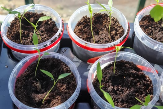 Fresh green seedlings growing in small pots. Garedning concept.