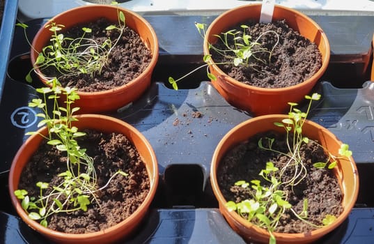 Fresh green seedlings growing in small pots. Garedning concept.