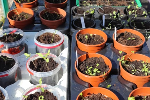 Fresh green seedlings growing in small pots. Garedning concept.