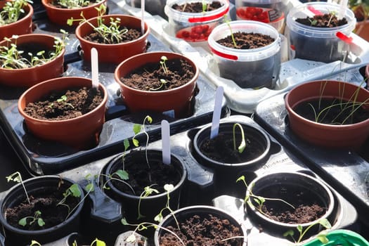 Fresh green seedlings growing in small pots. Garedning concept.