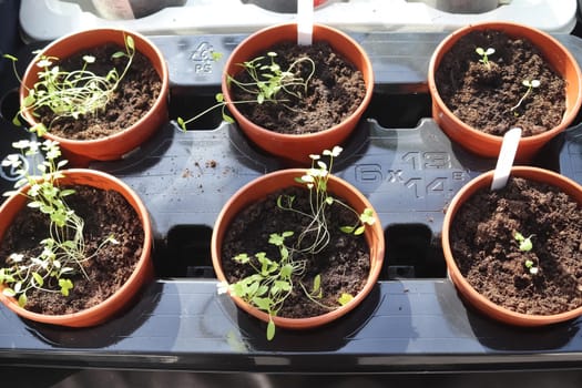 Fresh green seedlings growing in small pots. Garedning concept.