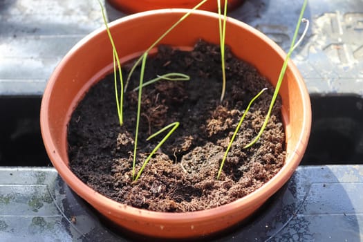 Fresh green seedlings growing in small pots. Garedning concept.